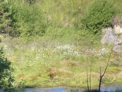 Eriophorum vaginatum
