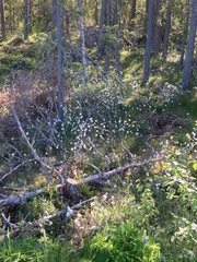 Eriophorum vaginatum