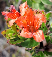 Lobostemon sanguineus