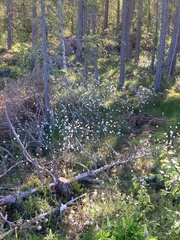 Eriophorum vaginatum