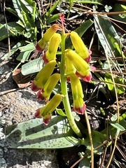 Lachenalia aloides