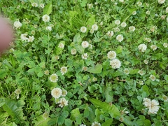 Trifolium repens
