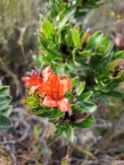 Lobostemon sanguineus