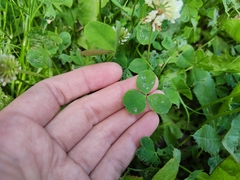 Trifolium repens