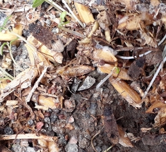 Elasmolomus squalidus