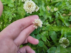 Trifolium repens
