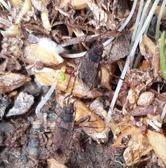 Elasmolomus squalidus