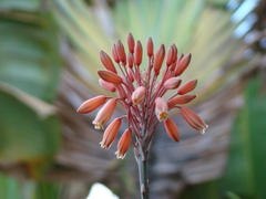 Aloe laeta