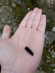 Astylus aulicus