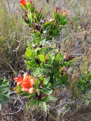 Lobostemon sanguineus