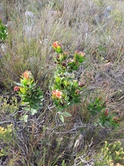 Lobostemon sanguineus