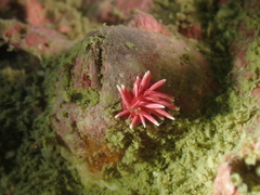 Okenia hiroi