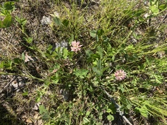 Trifolium hybridum