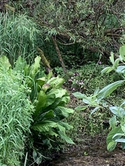 Lysichiton americanus