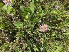 Trifolium hybridum
