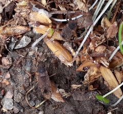 Elasmolomus squalidus