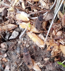 Elasmolomus squalidus