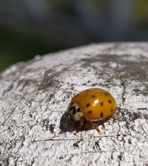 Harmonia axyridis