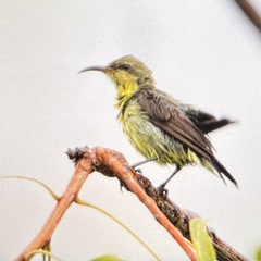 Cinnyris asiaticus