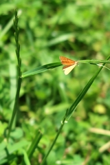 Idaea serpentata
