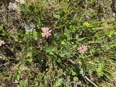 Trifolium hybridum