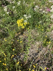 Erysimum cheiranthoides