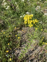 Erysimum cheiranthoides
