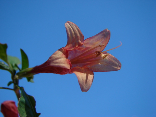 Camarotea souiensis image