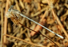 Platycnemis pennipes
