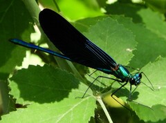 Calopteryx virgo
