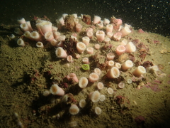 Cladopsammia eguchii