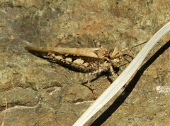 Acrotylus insubricus