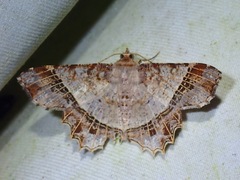 Chiasmia avitusaria