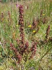 Pedicularis palustris