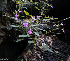 Impatiens bemarahensis
