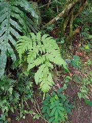 Tectaria melanocaulos