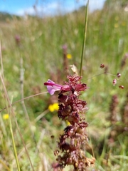 Pedicularis palustris