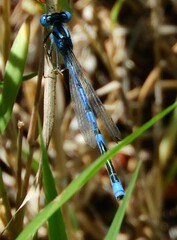 Erythromma lindenii