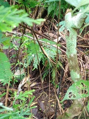 Microsorum membranifolium