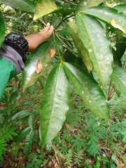 Kopsia arborea