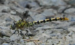Onychogomphus forcipatus