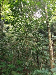 Kopsia arborea