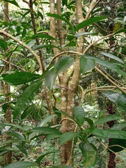 Kopsia arborea