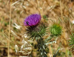 Onopordum acanthium