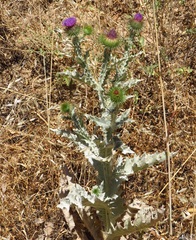 Onopordum acanthium