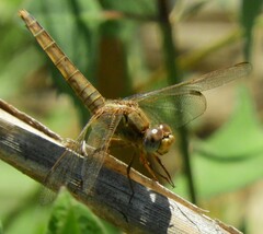 Crocothemis erythraea