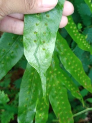 Microsorum membranifolium