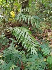 Microsorum membranifolium