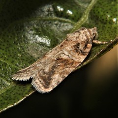 Garella