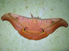 Antheraea helferi